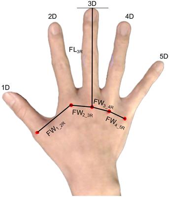 People with higher systemizing traits have wider right hands